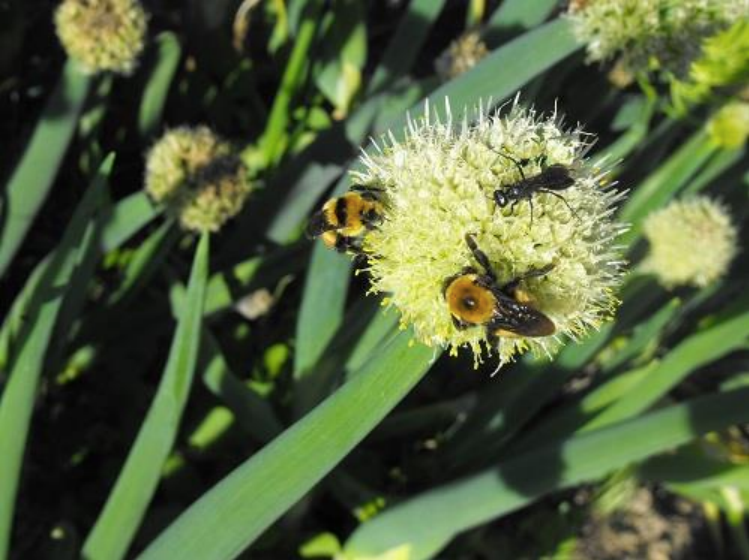 Insects working on plant